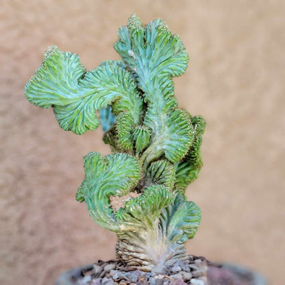 Myrtillocactus geometrizans f. cristata – Crested Blue Myrtle