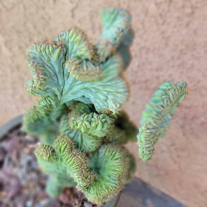 Myrtillocactus geometrizans f. cristata – Crested Blue Myrtle