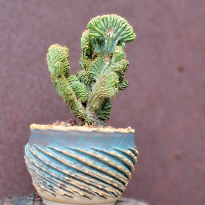 Myrtillocactus geometrizans f. cristata – Crested Blue Myrtle