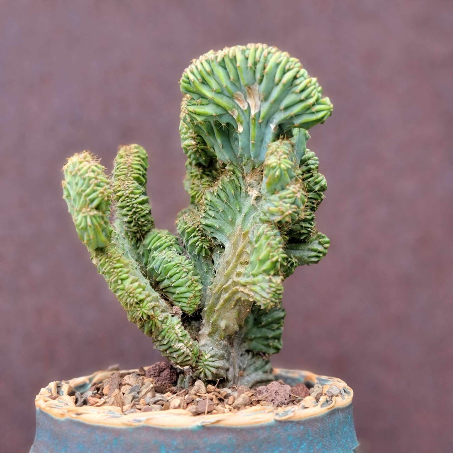 Myrtillocactus geometrizans f. cristata – Crested Blue Myrtle