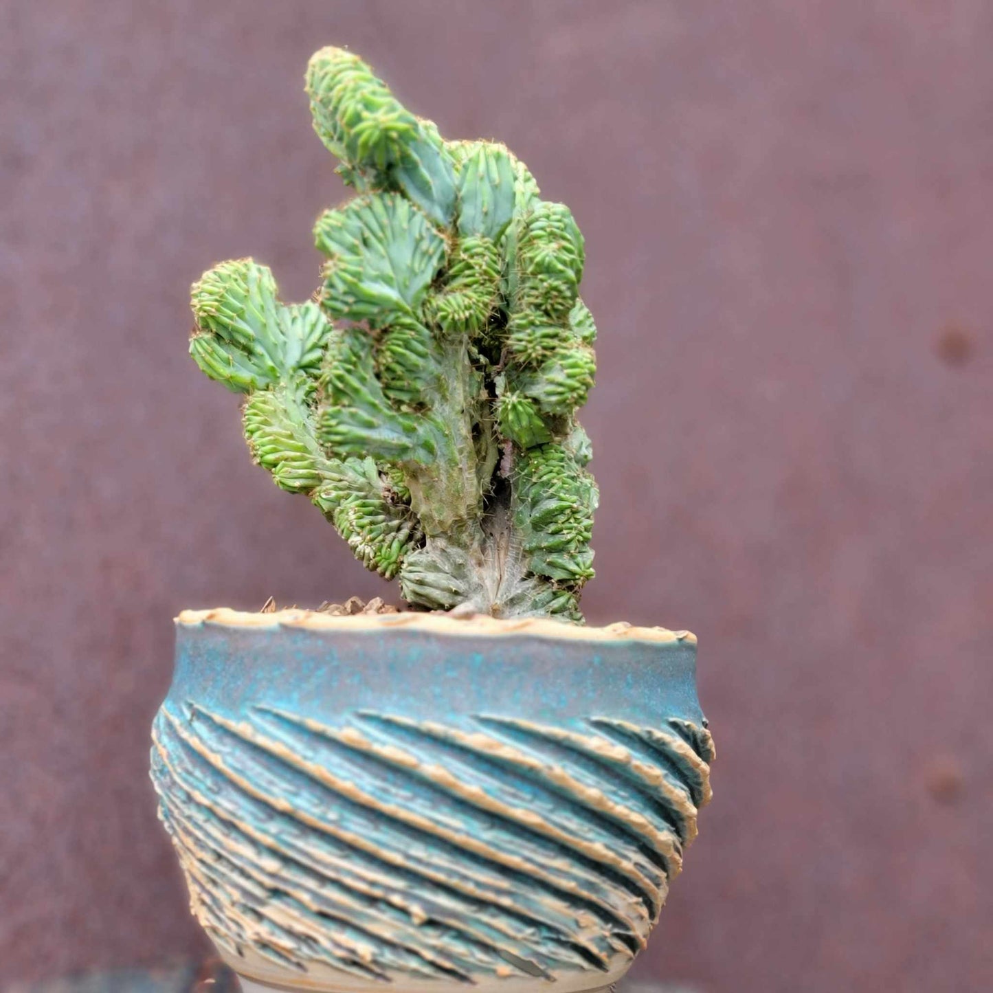 Myrtillocactus geometrizans f. cristata – Crested Blue Myrtle