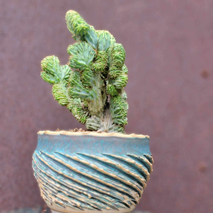 Myrtillocactus geometrizans f. cristata – Crested Blue Myrtle