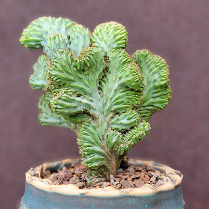 Myrtillocactus geometrizans f. cristata – Crested Blue Myrtle