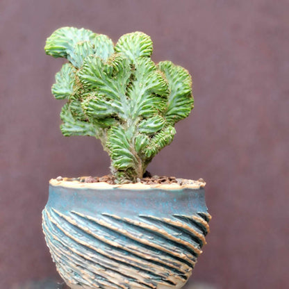 Myrtillocactus geometrizans f. cristata – Crested Blue Myrtle