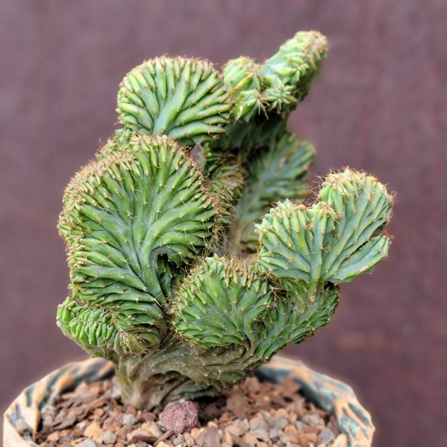 Myrtillocactus geometrizans f. cristata – Crested Blue Myrtle