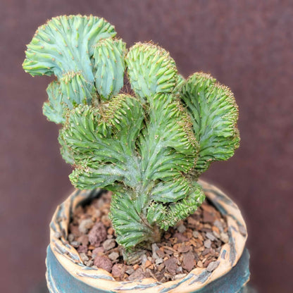 Myrtillocactus geometrizans f. cristata – Crested Blue Myrtle