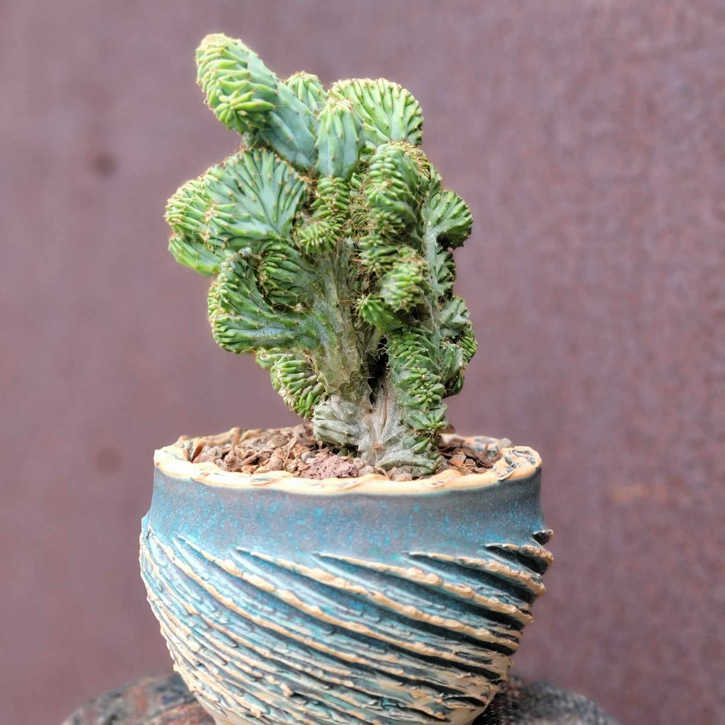 Myrtillocactus geometrizans f. cristata – Crested Blue Myrtle