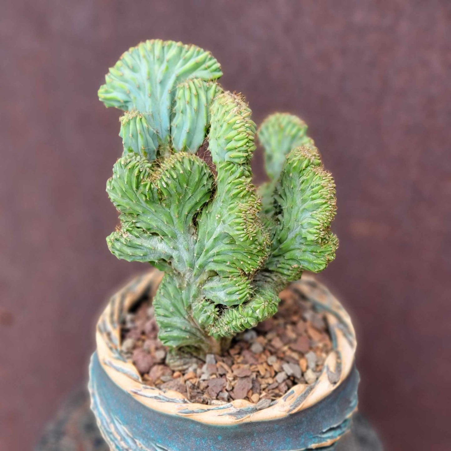 Myrtillocactus geometrizans f. cristata – Crested Blue Myrtle