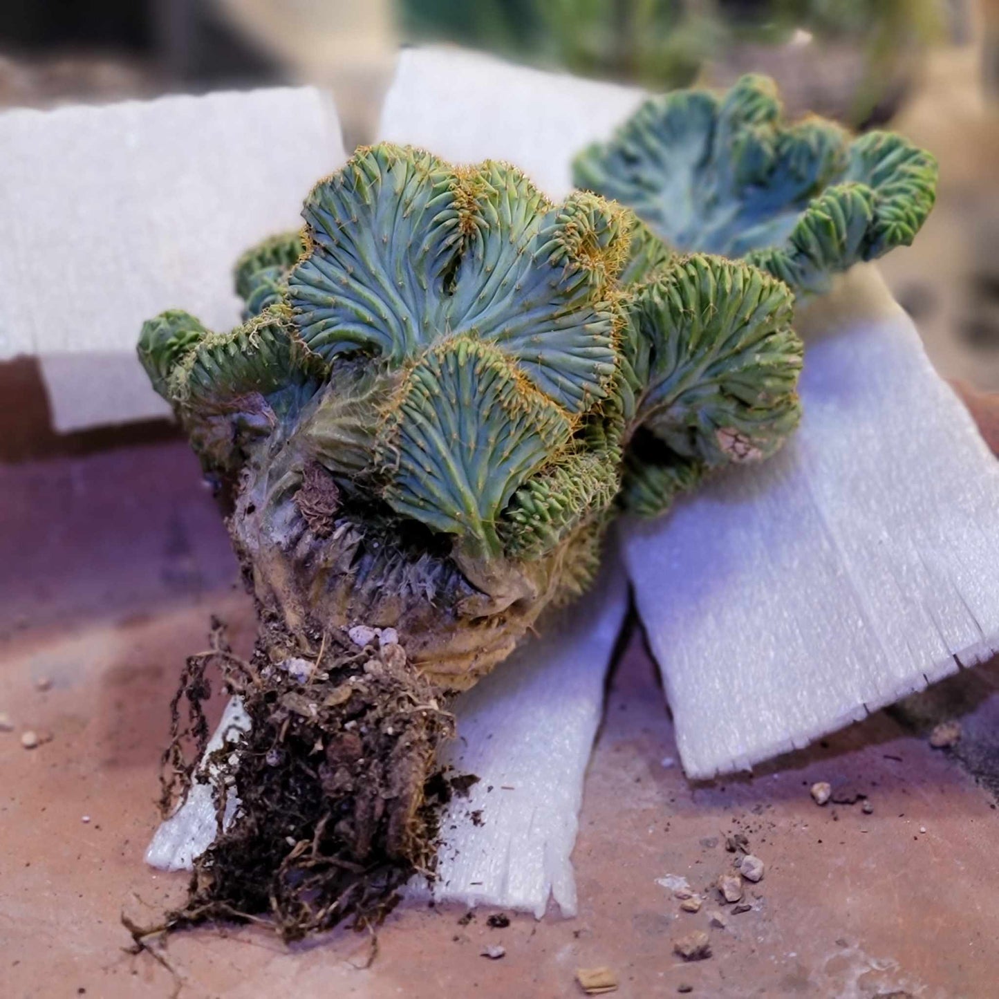 Myrtillocactus geometrizans f. cristata – Crested Blue Myrtle