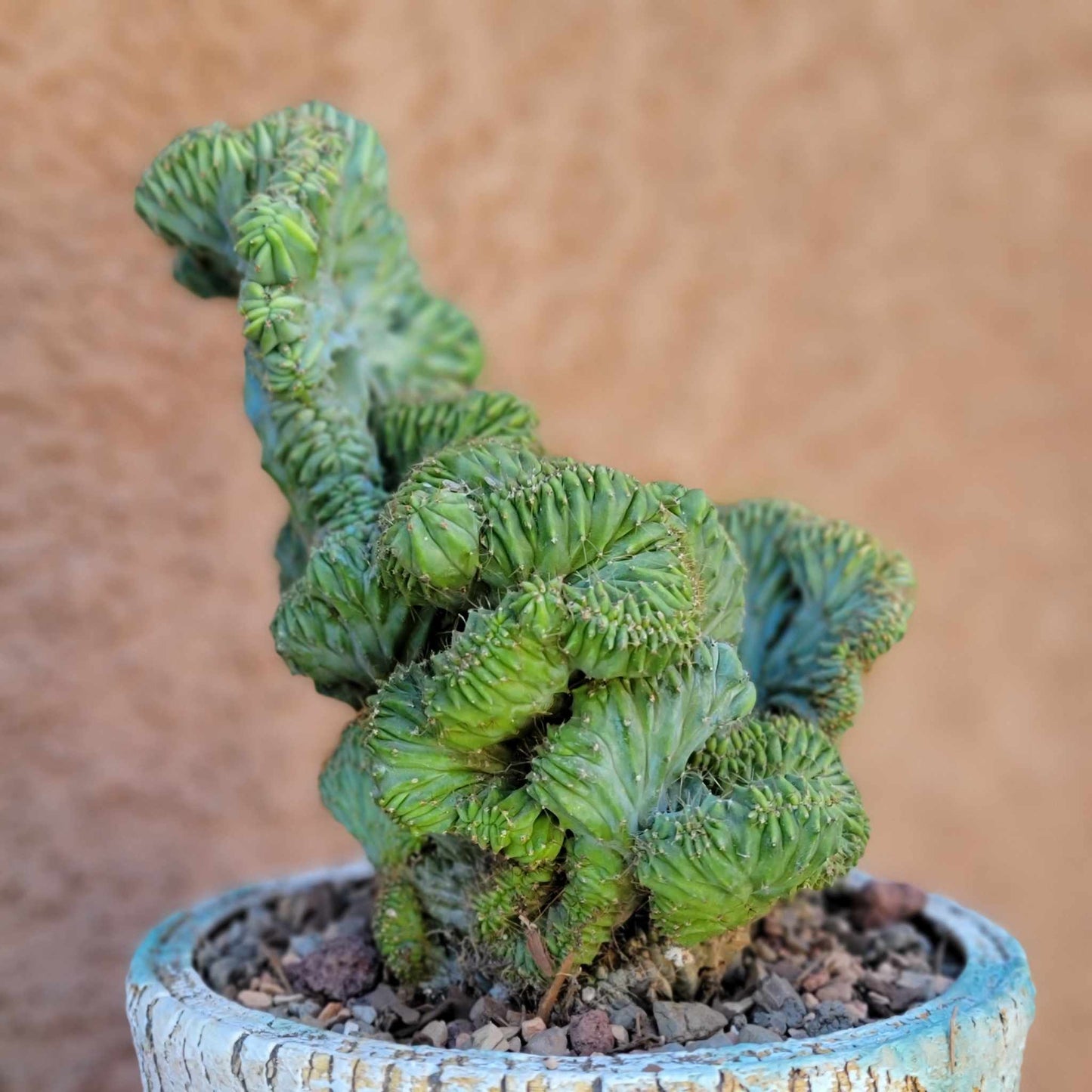 Myrtillocactus geometrizans f. cristata – Crested Blue Myrtle