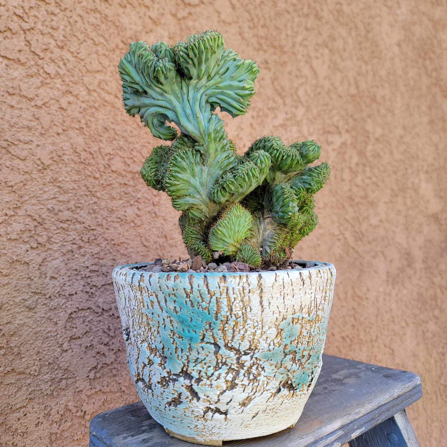 Myrtillocactus geometrizans f. cristata – Crested Blue Myrtle