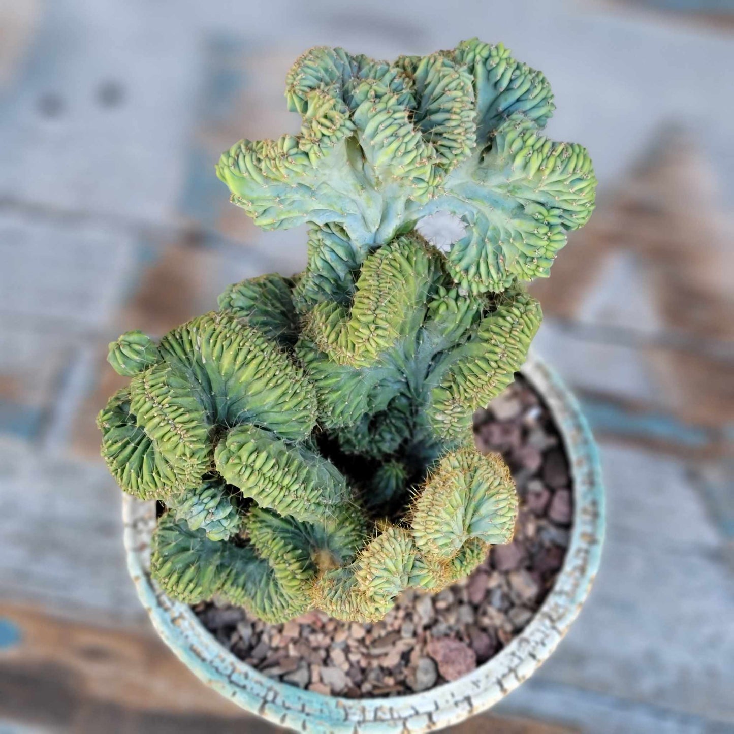 Myrtillocactus geometrizans f. cristata – Crested Blue Myrtle