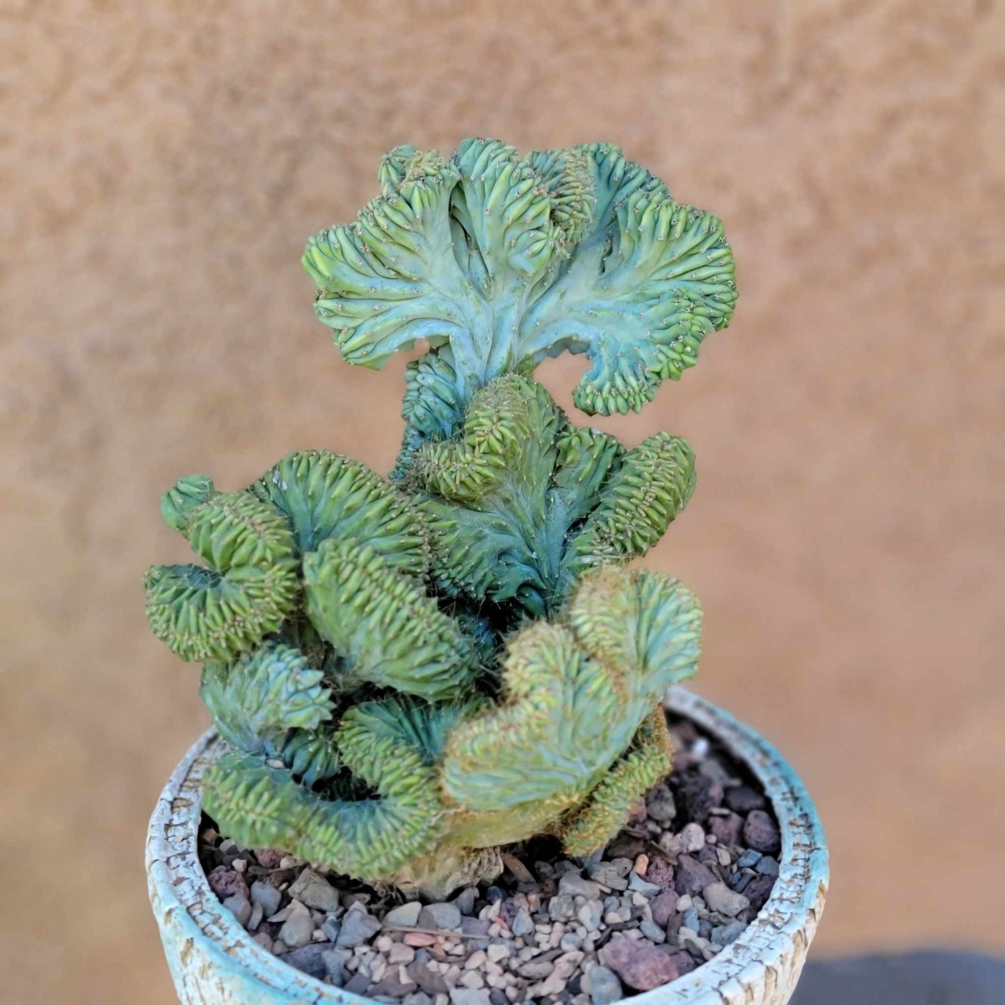 Myrtillocactus geometrizans f. cristata – Crested Blue Myrtle