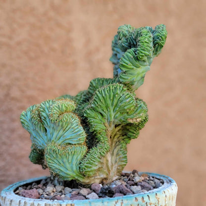 Myrtillocactus geometrizans f. cristata – Crested Blue Myrtle