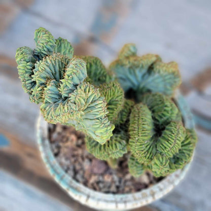 Myrtillocactus geometrizans f. cristata – Crested Blue Myrtle