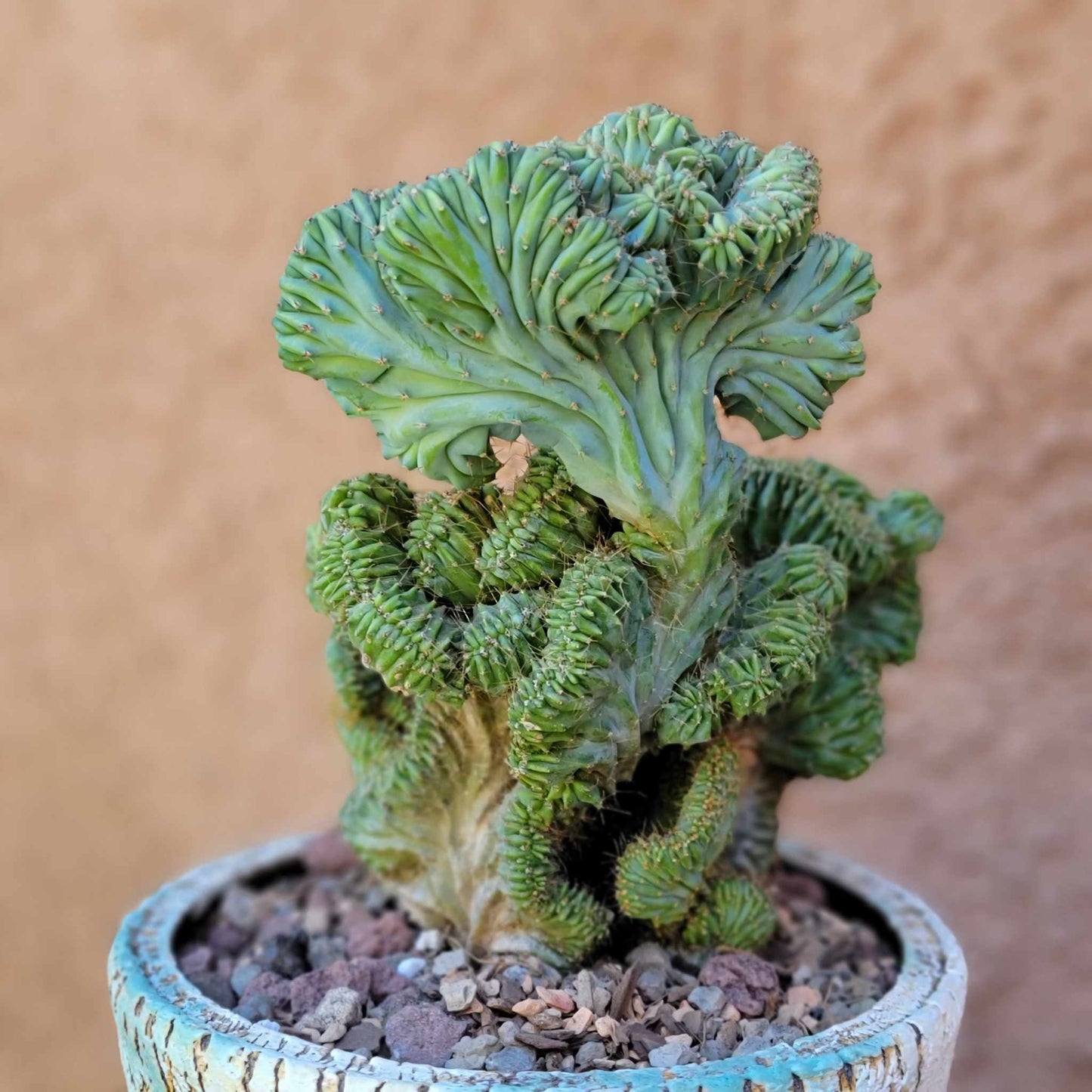 Myrtillocactus geometrizans f. cristata – Crested Blue Myrtle