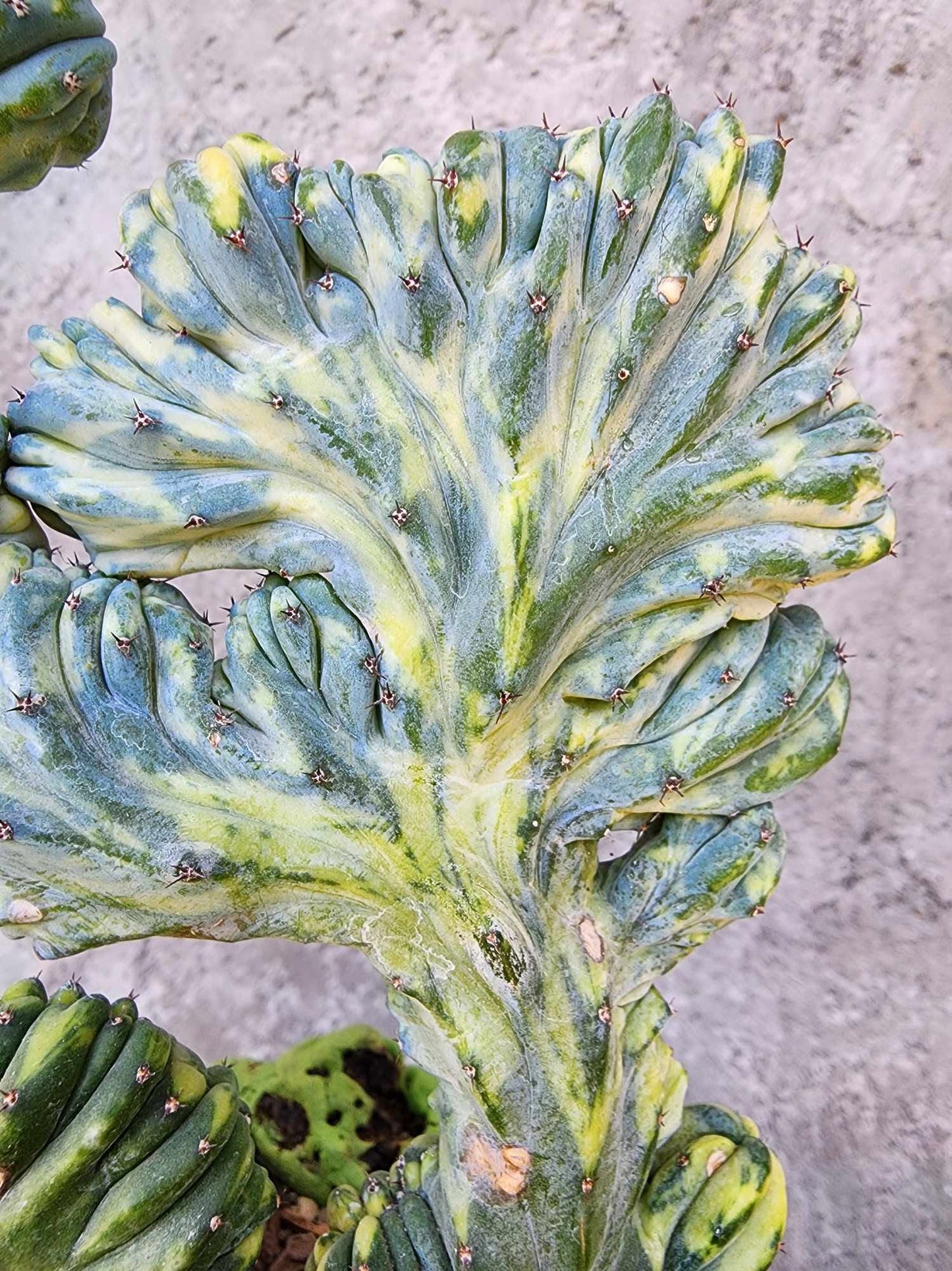 Myrtillocactus geometrizans f. cristatus variegata cv 'Fred'
