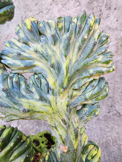 Myrtillocactus geometrizans f. cristatus variegata cv 'Fred'