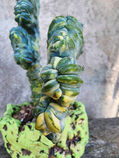 Myrtillocactus geometrizans f. cristatus variegata cv 'Fred'