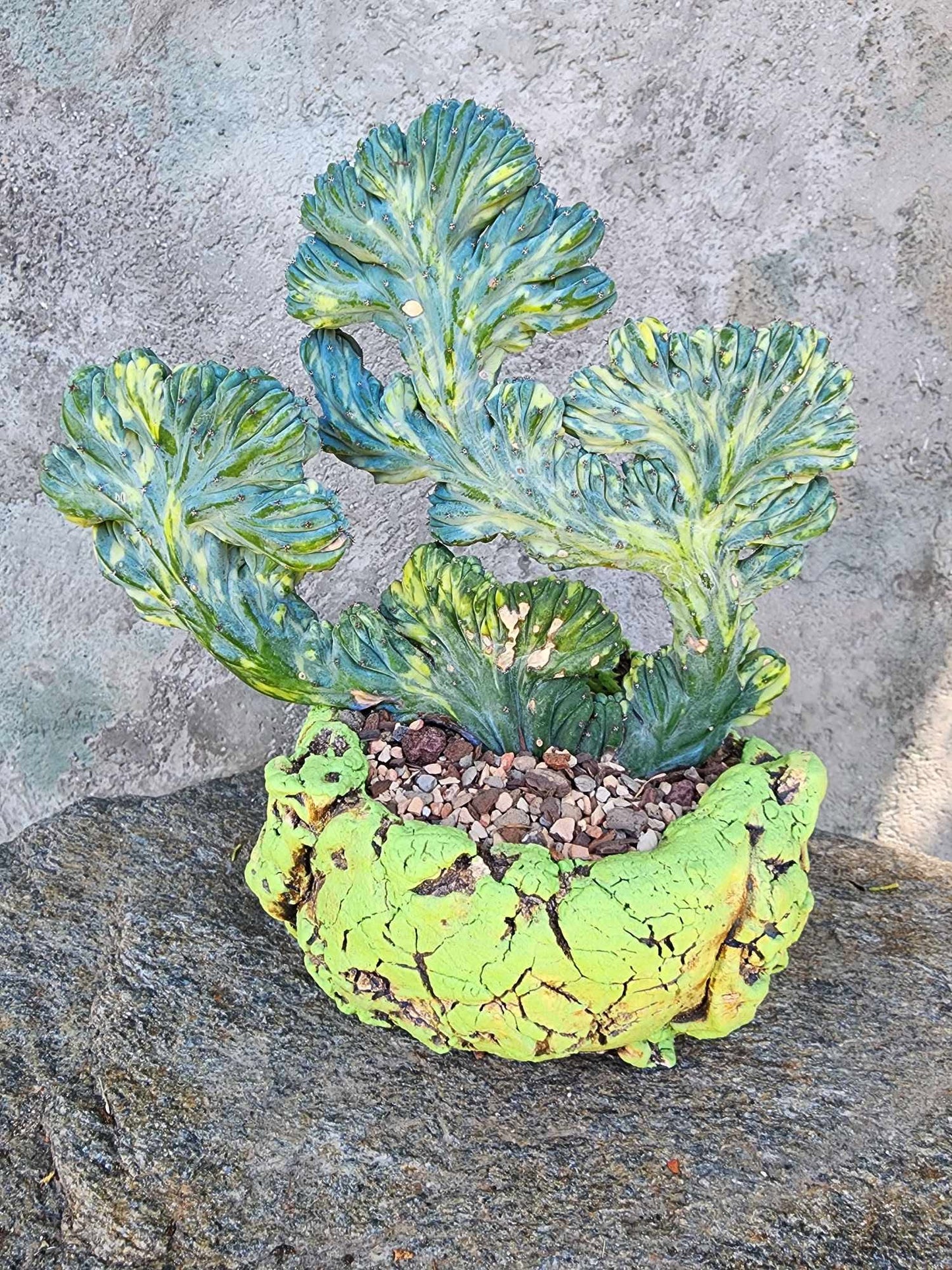 Myrtillocactus geometrizans f. cristatus variegata cv 'Fred'