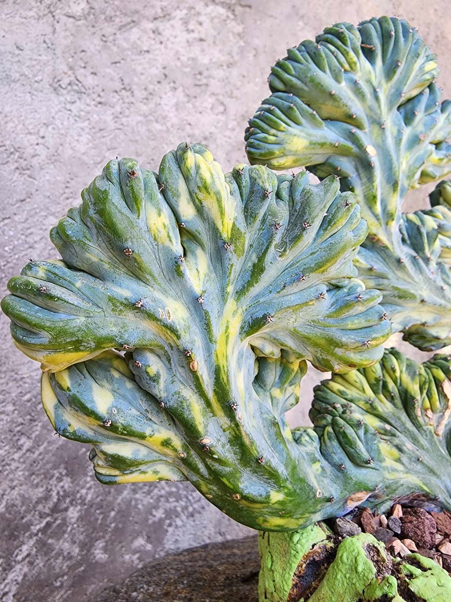 Myrtillocactus geometrizans f. cristatus variegata cv 'Fred'