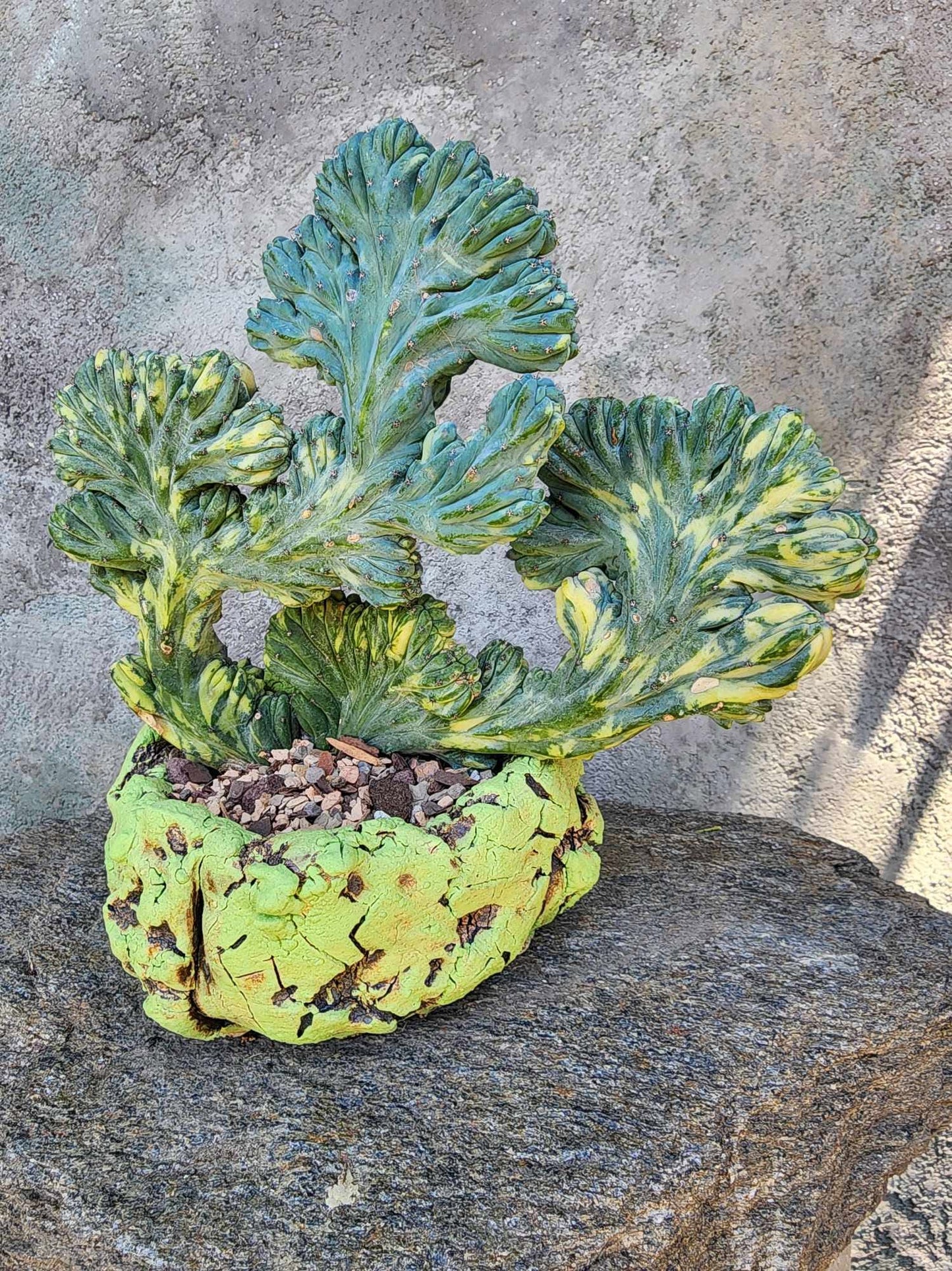 Myrtillocactus geometrizans f. cristatus variegata cv 'Fred'