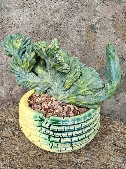 Myrtillocactus geometrizans f. cristatus variegata cv 'Fred'