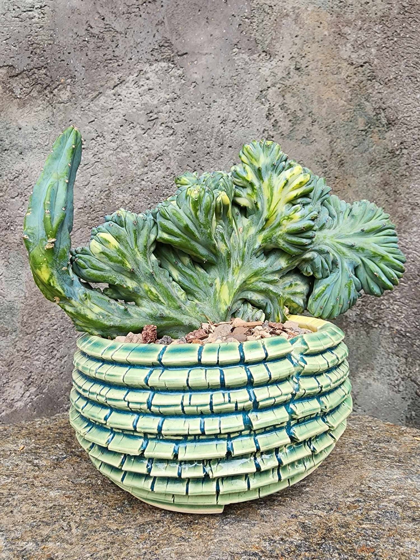 Myrtillocactus geometrizans f. cristatus variegata cv 'Fred'