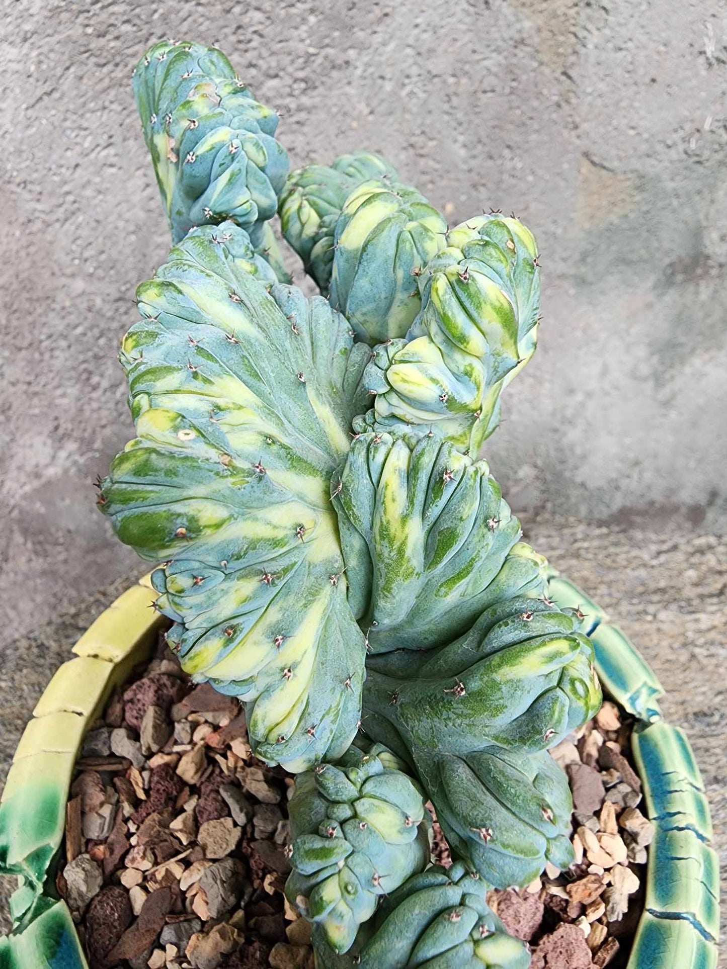 Myrtillocactus geometrizans f. cristatus variegata cv 'Fred'