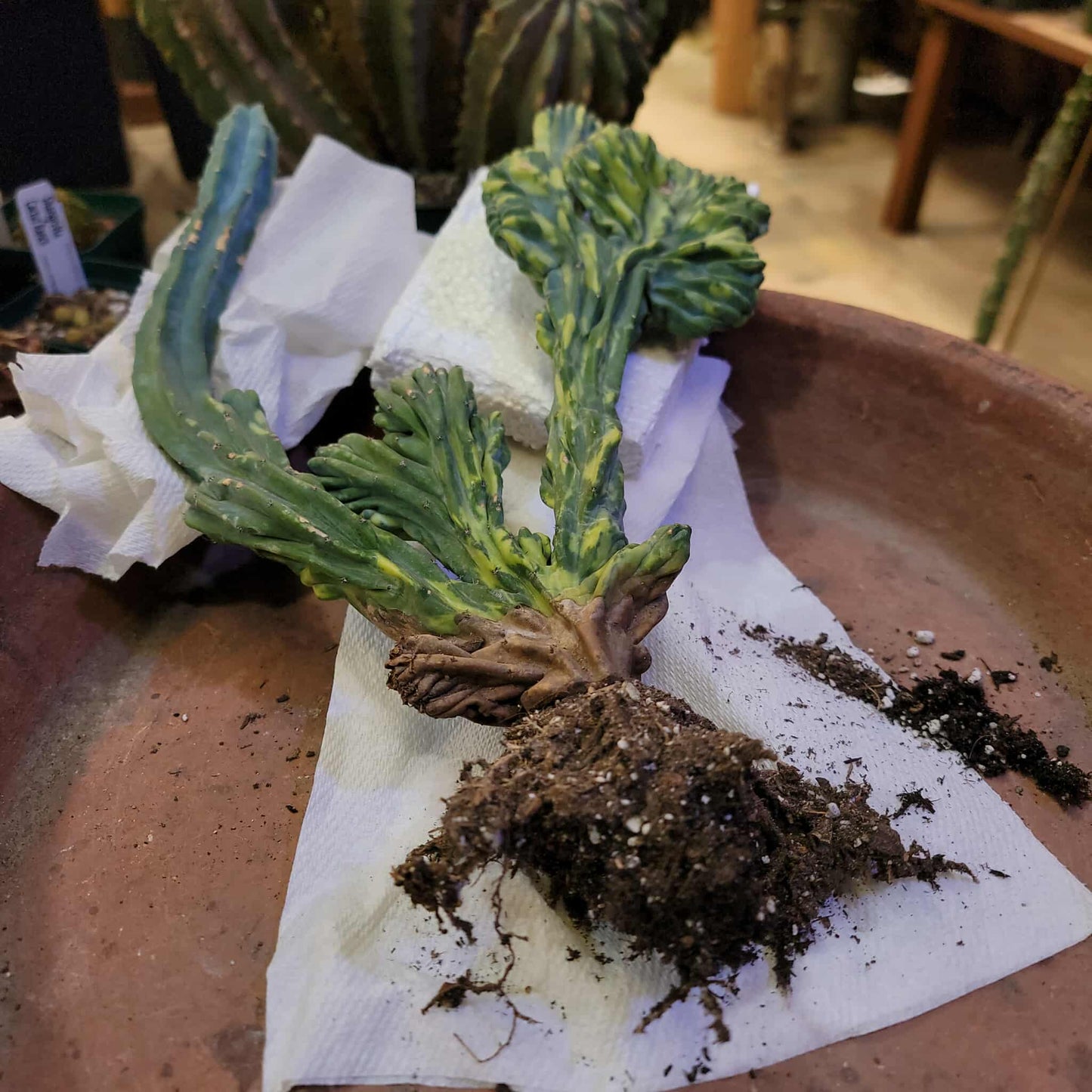 Myrtillocactus geometrizans f. cristatus variegata cv 'Fred' - BIG!