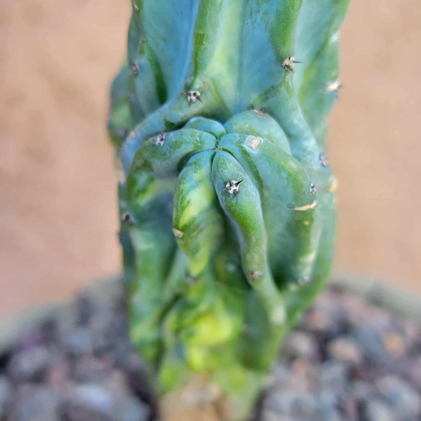 Myrtillocactus geometrizans f. cristatus variegata cv 'Fred' - BIG!