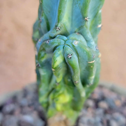 Myrtillocactus geometrizans f. cristatus variegata cv 'Fred' - BIG!