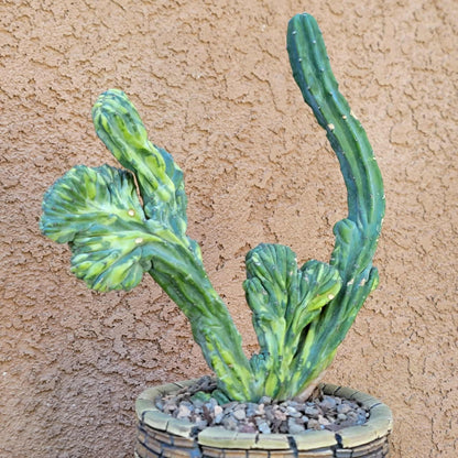 Myrtillocactus geometrizans f. cristatus variegata cv 'Fred' - BIG!