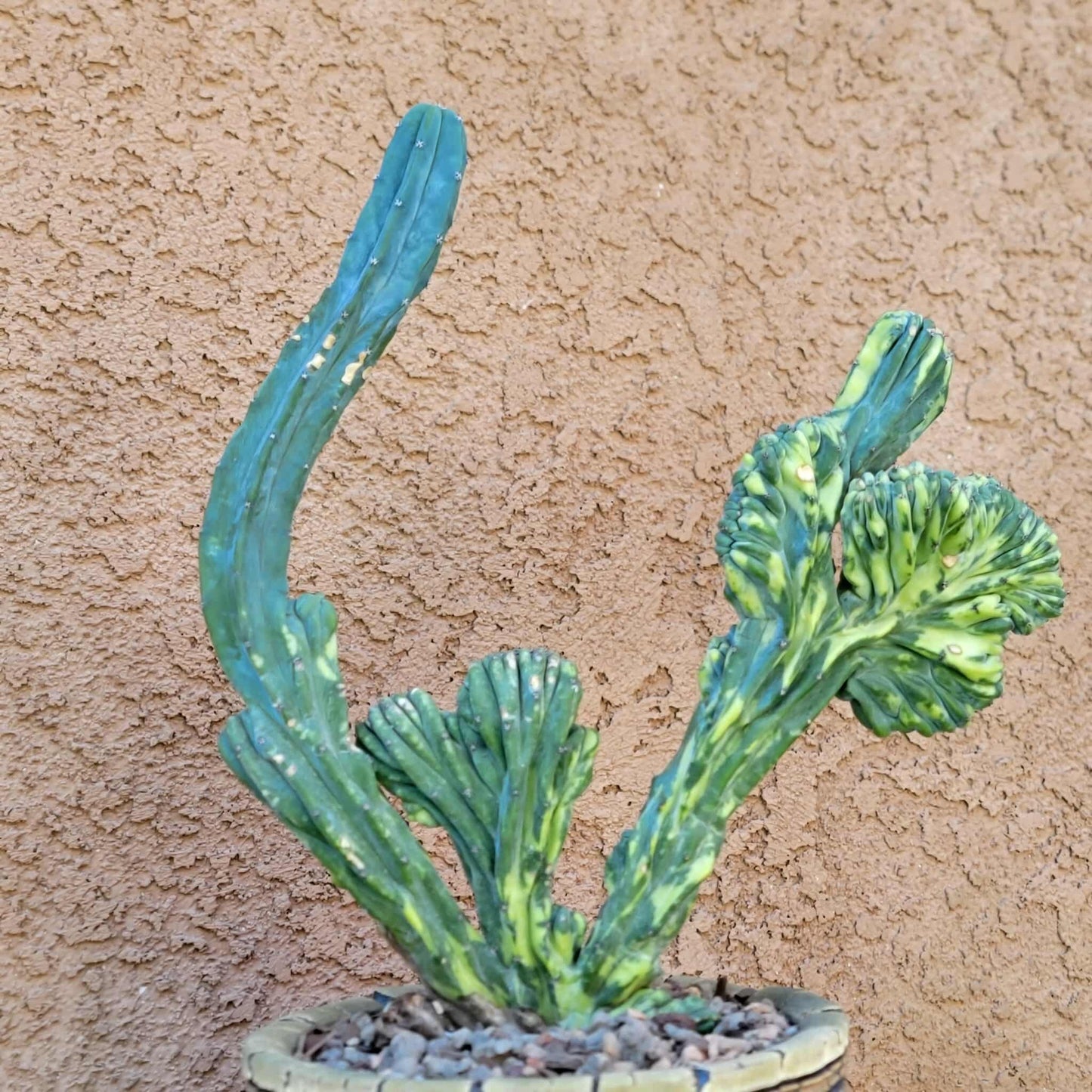 Myrtillocactus geometrizans f. cristatus variegata cv 'Fred' - BIG!