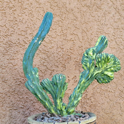 Myrtillocactus geometrizans f. cristatus variegata cv 'Fred' - BIG!