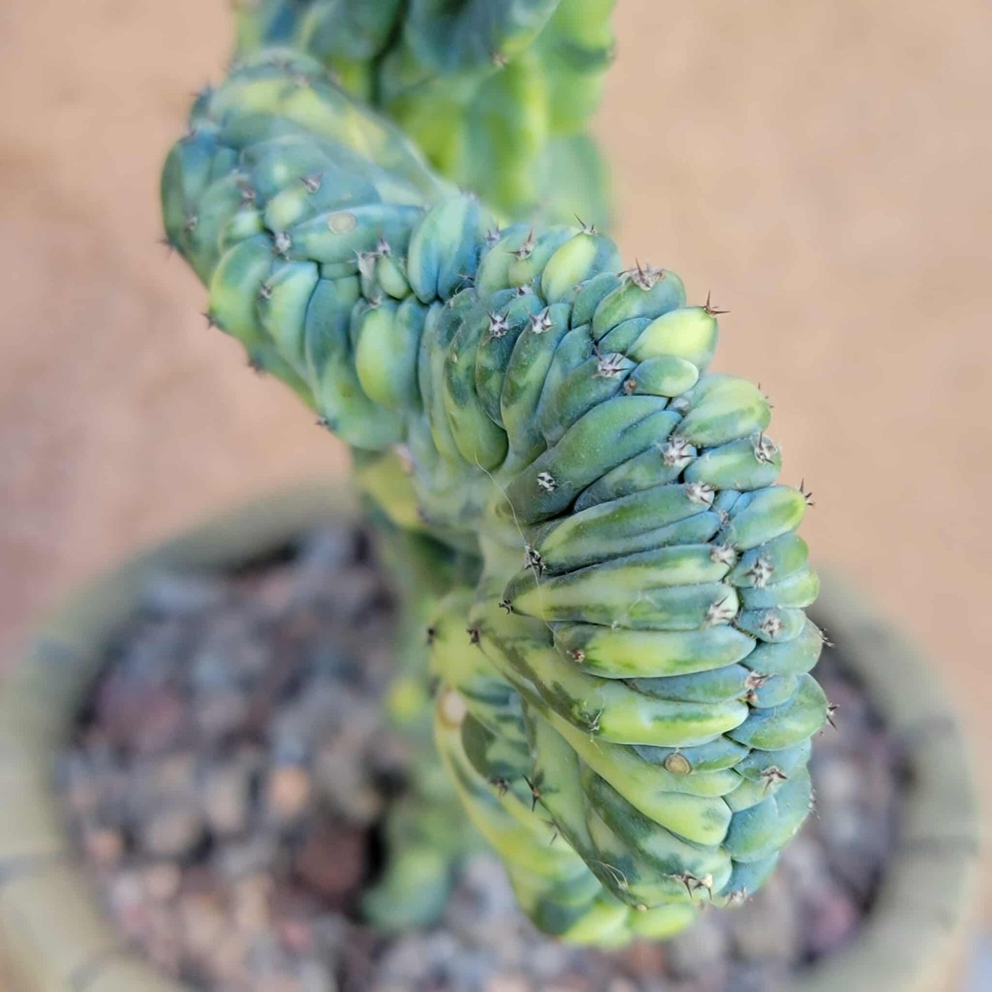 Myrtillocactus geometrizans f. cristatus variegata cv 'Fred' - BIG!