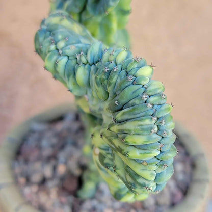 Myrtillocactus geometrizans f. cristatus variegata cv 'Fred' - BIG!