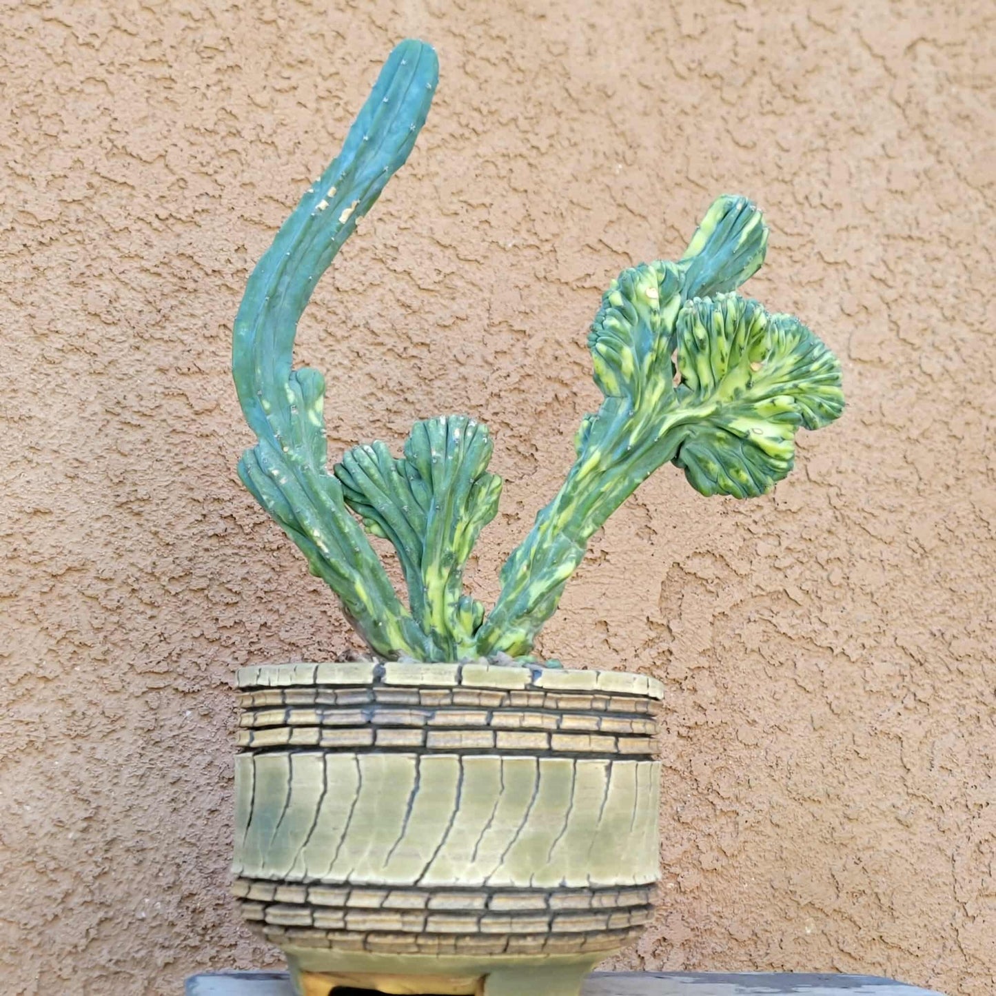 Myrtillocactus geometrizans f. cristatus variegata cv 'Fred' - BIG!