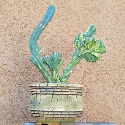 Myrtillocactus geometrizans f. cristatus variegata cv 'Fred' - BIG!