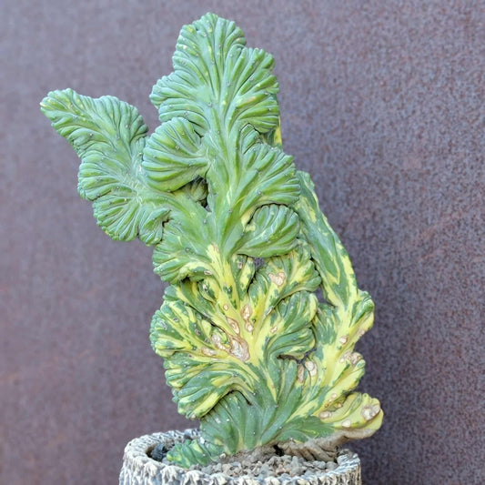 Myrtillocactus geometrizans f. cristatus variegata cv 'Fred' - XL!