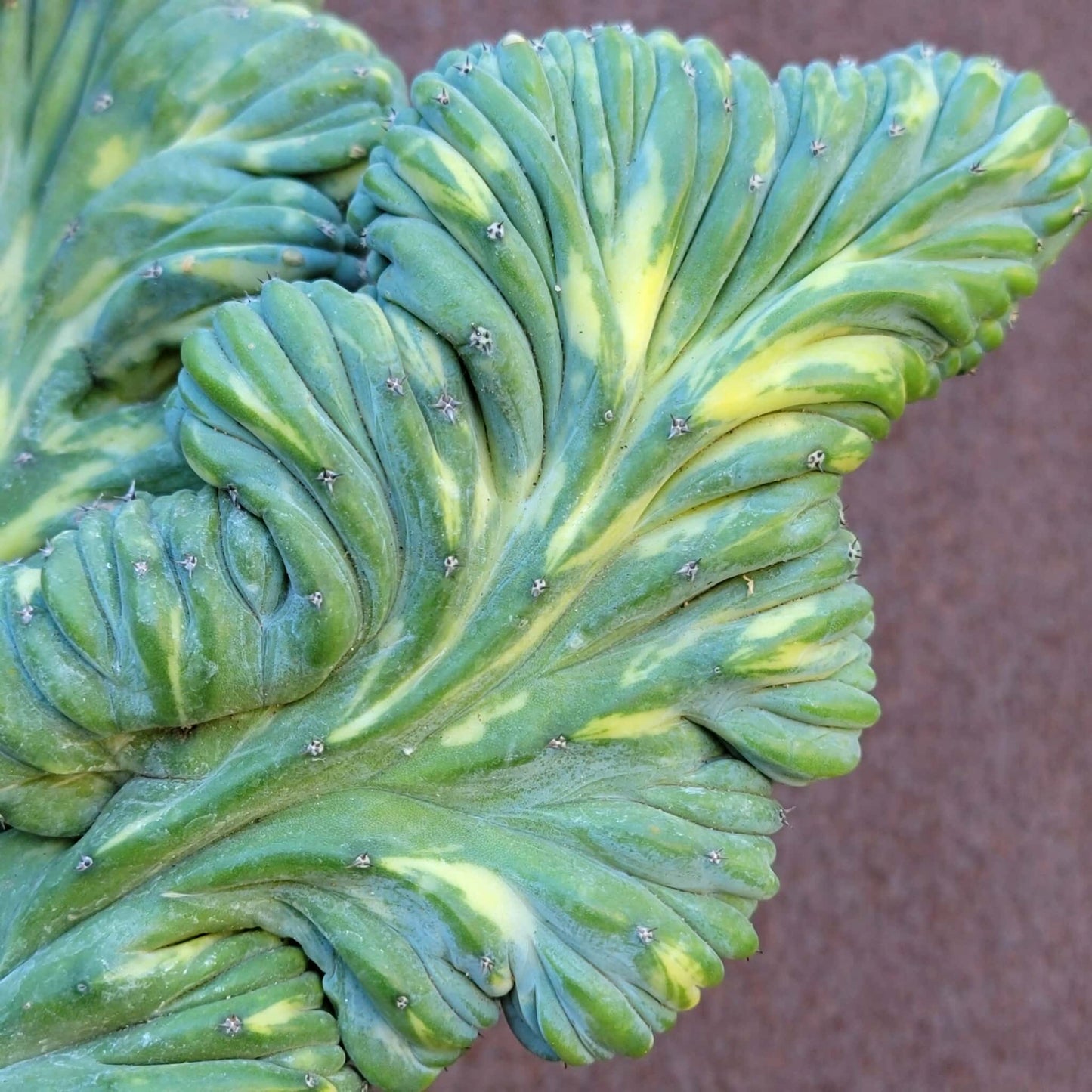 Myrtillocactus geometrizans f. cristatus variegata cv 'Fred' - XL!