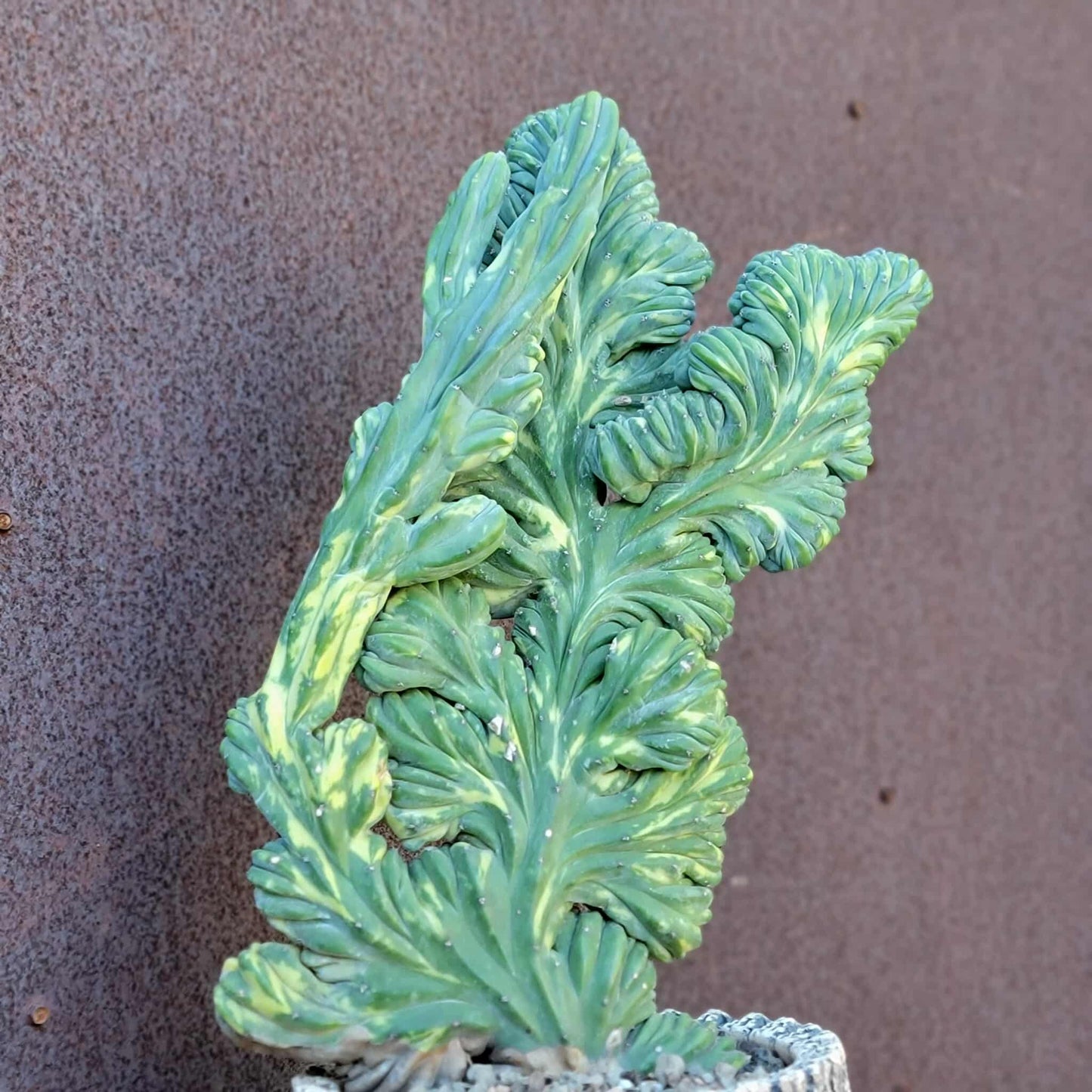 Myrtillocactus geometrizans f. cristatus variegata cv 'Fred' - XL!