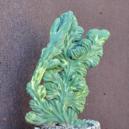 Myrtillocactus geometrizans f. cristatus variegata cv 'Fred' - XL!