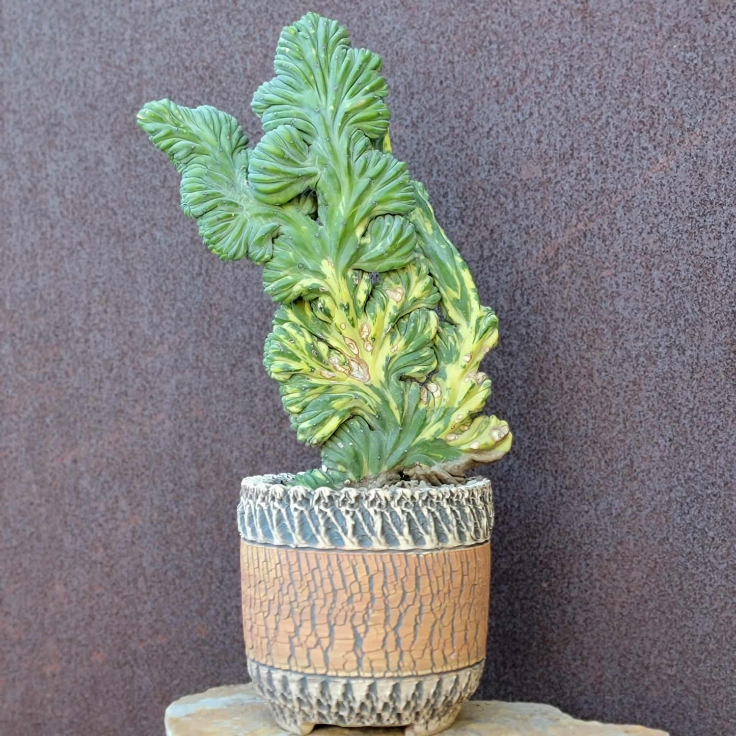 Myrtillocactus geometrizans f. cristatus variegata cv 'Fred' - XL!