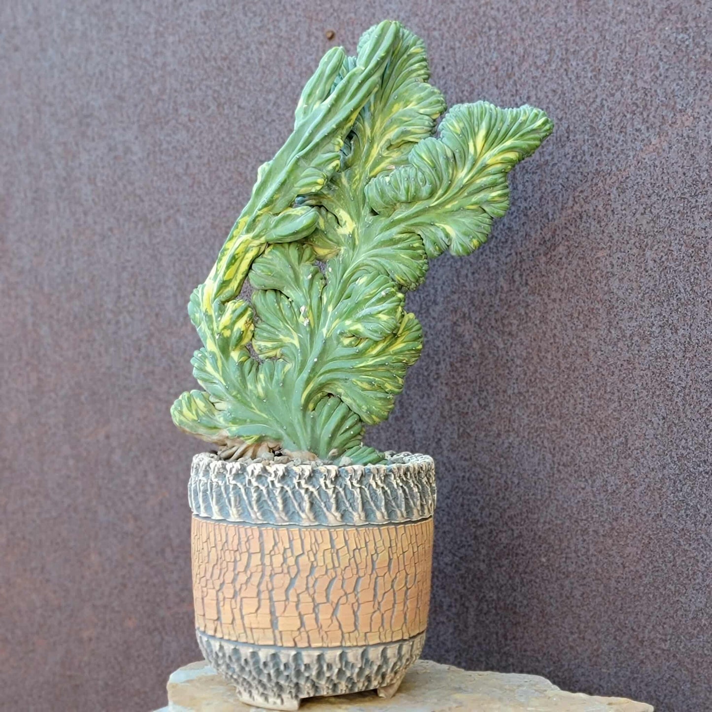 Myrtillocactus geometrizans f. cristatus variegata cv 'Fred' - XL!