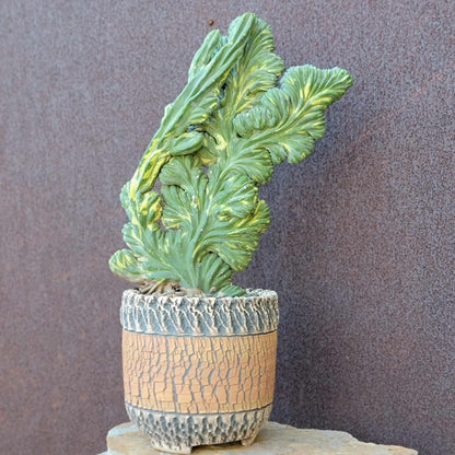 Myrtillocactus geometrizans f. cristatus variegata cv 'Fred' - XL!