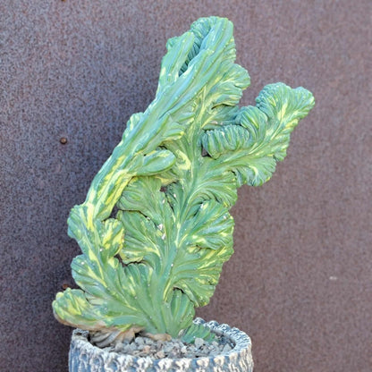 Myrtillocactus geometrizans f. cristatus variegata cv 'Fred' - XL!