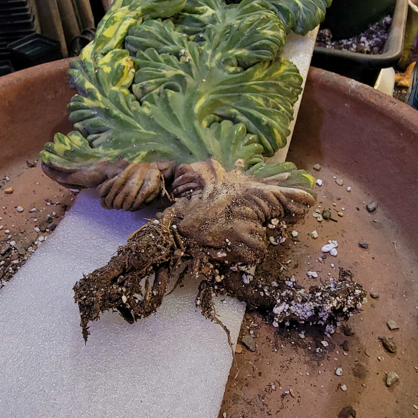 Myrtillocactus geometrizans f. cristatus variegata cv 'Fred' - XL!