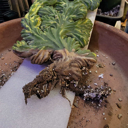 Myrtillocactus geometrizans f. cristatus variegata cv 'Fred' - XL!