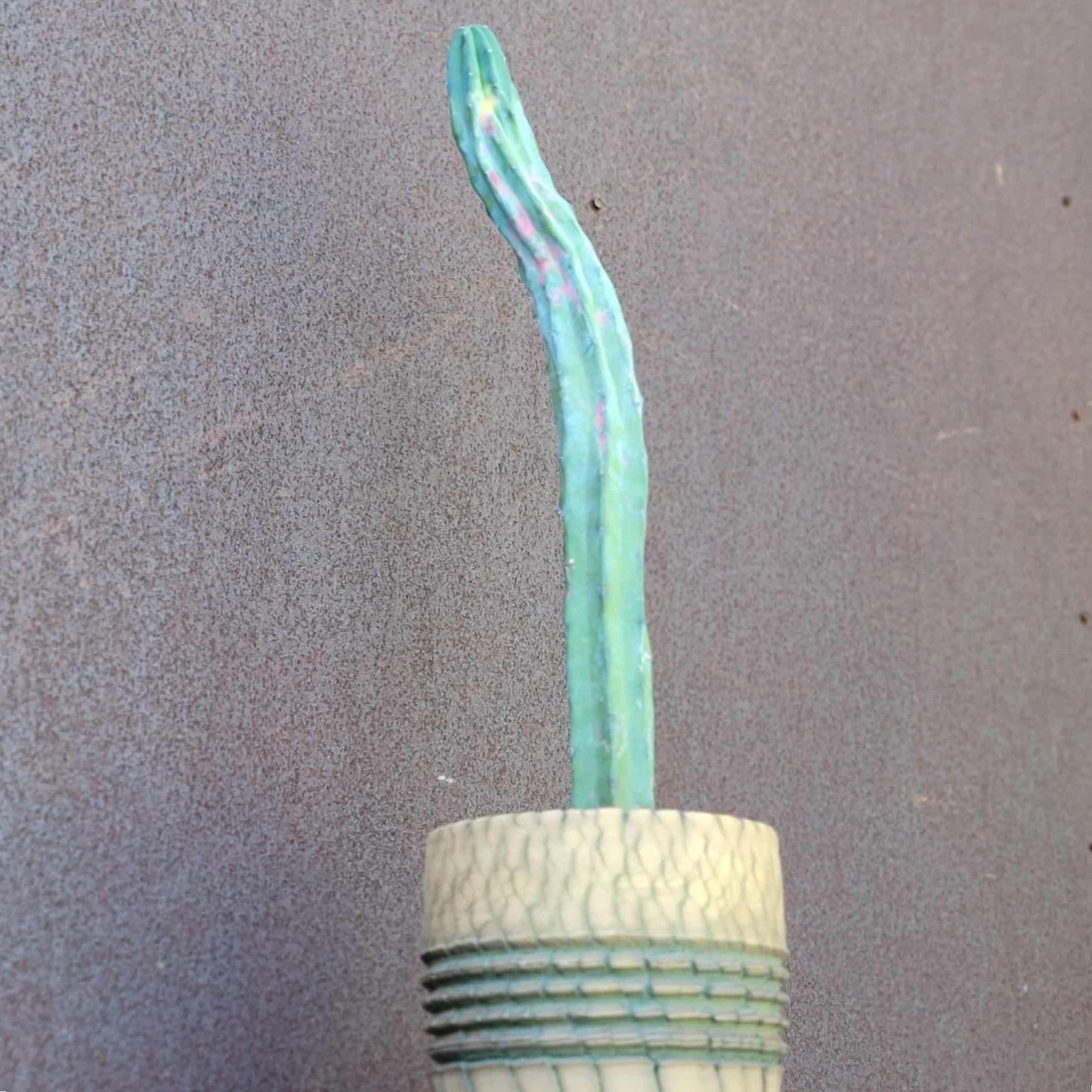 Myrtillocactus geometrizans variegata cv. 'Rainbow' - 20" Tall!